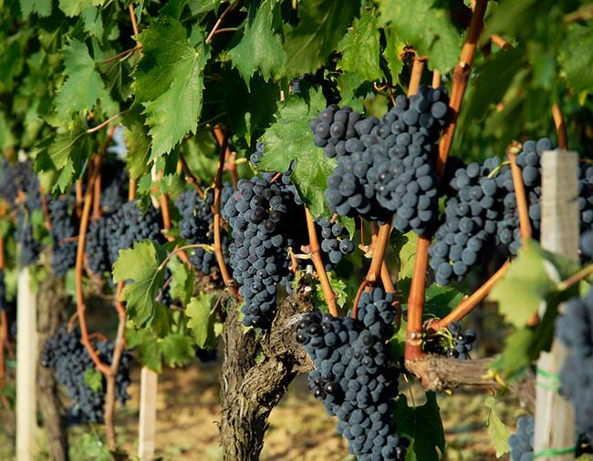 梁湖酒业卫报夹报